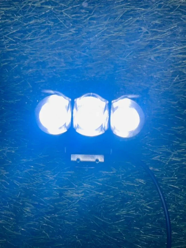 3 EYE OWL LIGHT (white+yellow+red)